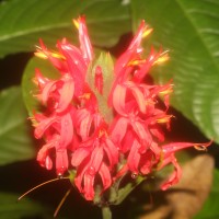 Pachystachys coccinea (Aubl.) Nees